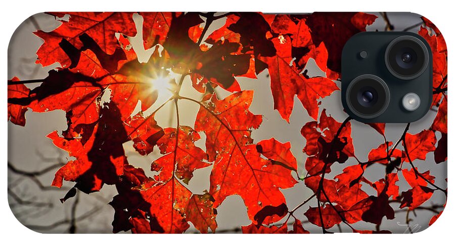 Fall iPhone Case featuring the photograph Red Leaves by Meta Gatschenberger