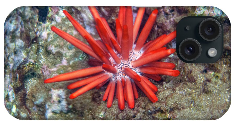 Urchin iPhone Case featuring the photograph Red Pencil Urchin by Anthony Jones