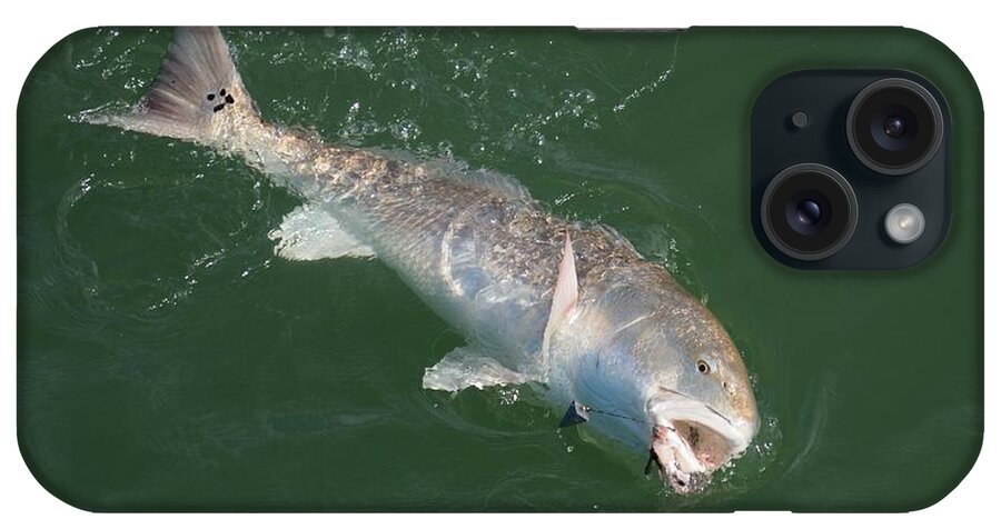 Red Drum iPhone Case featuring the photograph Redfish on the line by Bradford Martin