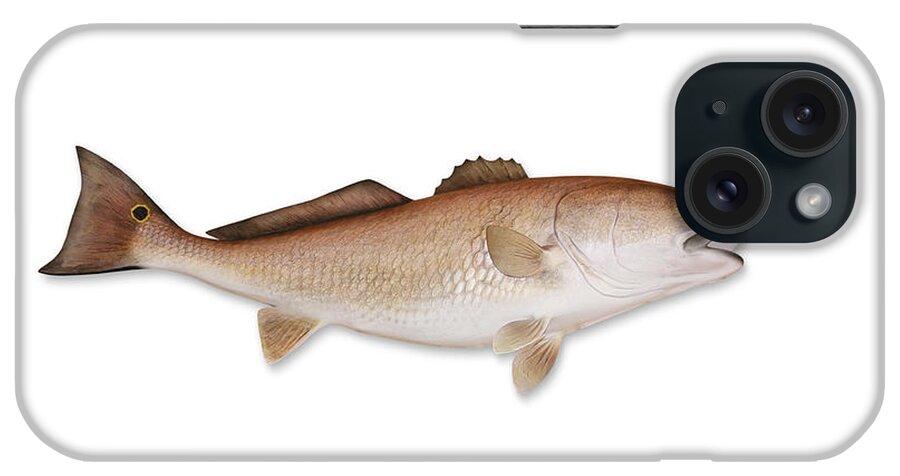 White Background iPhone Case featuring the photograph Redfish With Clipping Path by Georgepeters