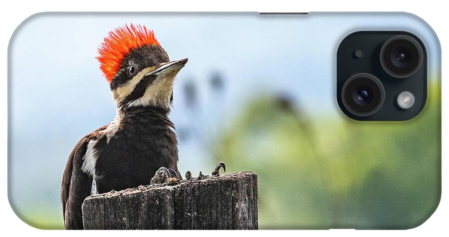 Pileated Woodpecker Great Smoky Mountains National Park iPhone Case featuring the photograph Redheaded Temper by Marcy Wielfaert
