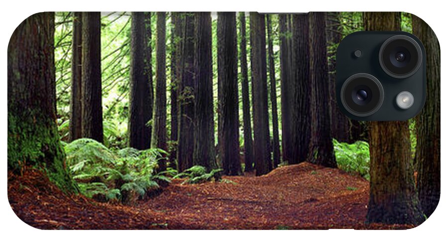 Redwood Trees iPhone Case featuring the photograph Redwoods 1 by Wayne Bradbury Photography