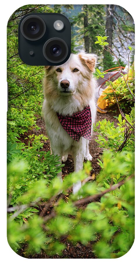 Companion iPhone Case featuring the photograph Regal Dog Wearing A Bandana At Camp by Cavan Images