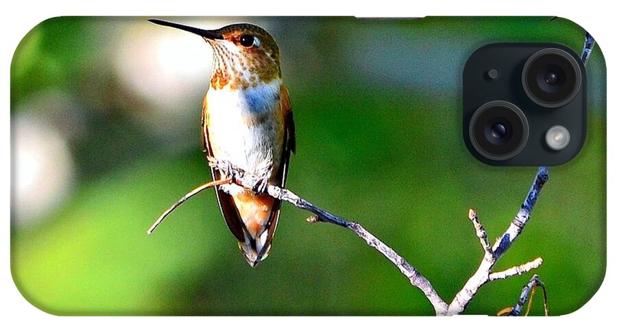 Hummingbird iPhone Case featuring the photograph Resting in the Sun by Dorrene BrownButterfield