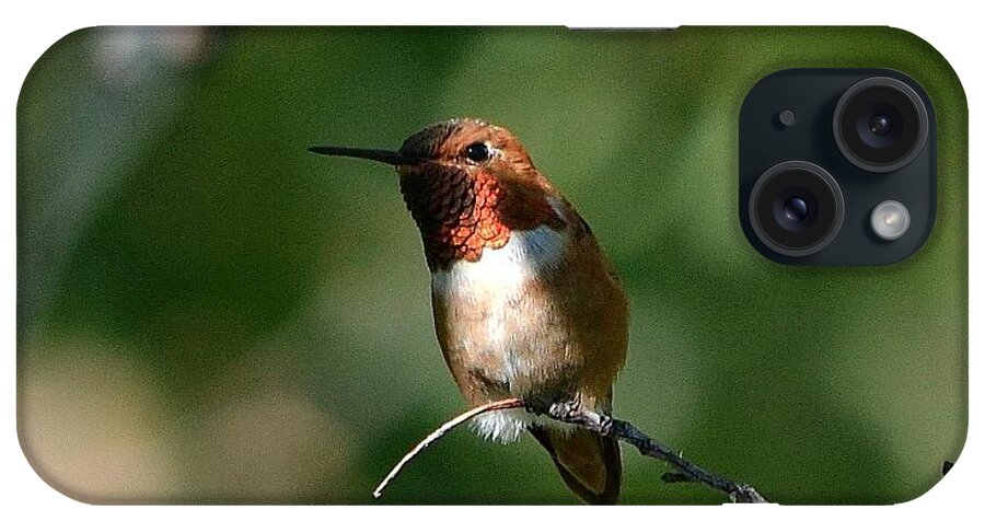 Hummingbird iPhone Case featuring the photograph Resting Rufous by Dorrene BrownButterfield