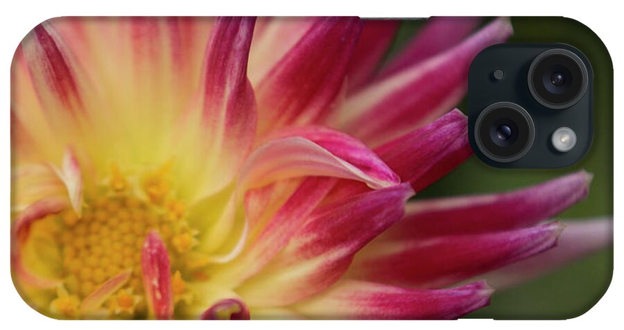Outdoors iPhone Case featuring the photograph Revel Petal by Silvia Marcoschamer