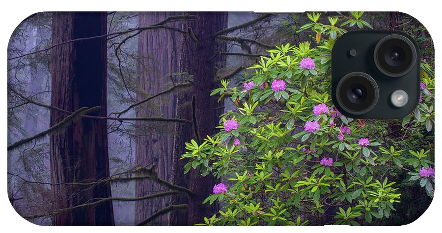 Jeff Foott iPhone Case featuring the photograph Rhododenron And Coast Redwoods by Jeff Foott