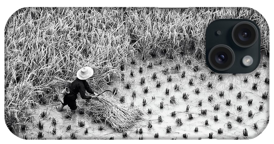 China iPhone Case featuring the photograph Rice harvest scene in China, black and white by Delphimages Photo Creations