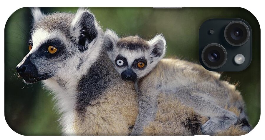 Animal iPhone Case featuring the photograph Ring-tailed Lemur With Young by Nhpa