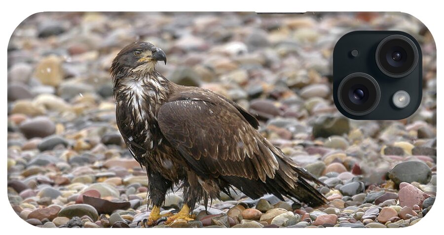 Eagle iPhone Case featuring the photograph River Bed by Ronnie And Frances Howard
