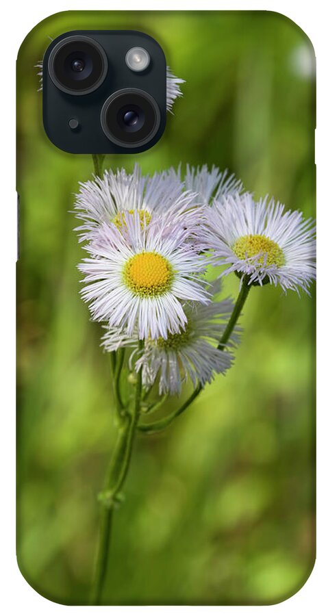 Erigeron Pulchellus iPhone Case featuring the photograph Robin's Plantain - Erigeron pulchellus Wildflowers by Kathy Clark