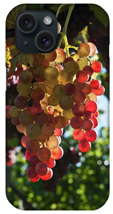 Ip_11230625 iPhone Case featuring the photograph Ros Wine Grapes On The Vine In The Sunshine by Atelier Hmmerle