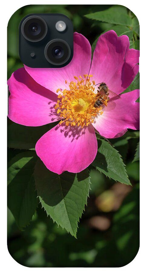 Rose iPhone Case featuring the photograph Rosa Complicata by Dawn Cavalieri