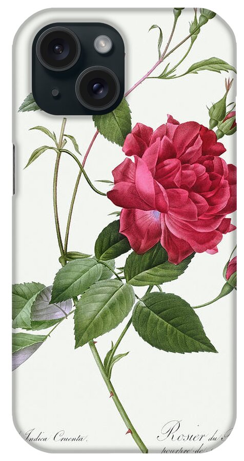 Rosa Indica Cruenta iPhone Case featuring the painting Rosa Indica Cruenta, 1817 by Pierre-Joseph Redoute