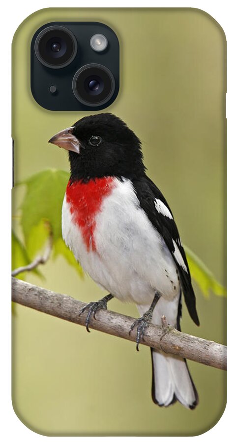 American Bird iPhone Case featuring the photograph Rose-breasted Grosbeak by James Zipp