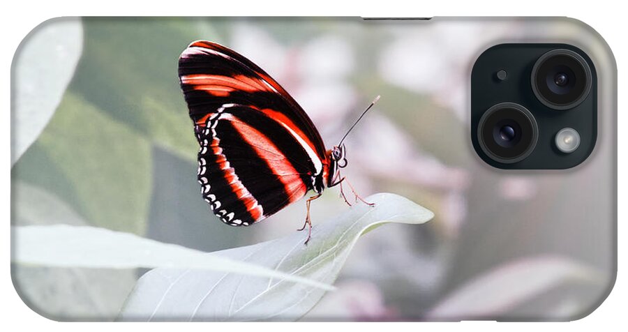 Butterfly iPhone Case featuring the photograph Banded Orange Heliconian - Dryadula phaetusa by Jaroslav Buna
