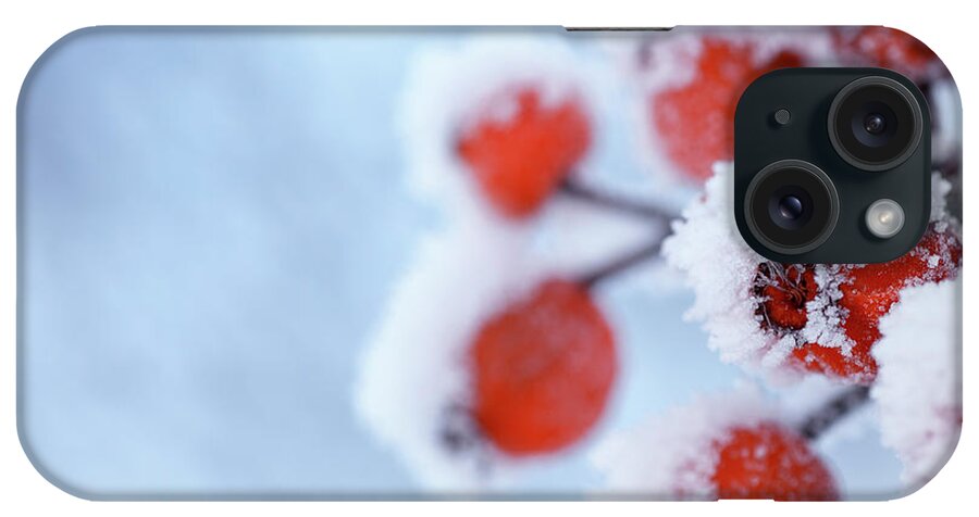 Snow iPhone Case featuring the photograph Rose Hips In Winter by Lordrunar