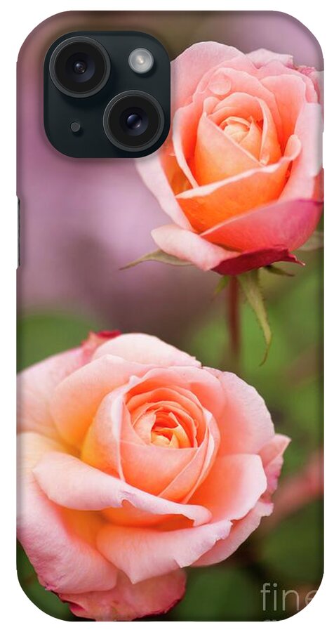Rose iPhone Case featuring the photograph Rose (rosa 'mrs Dudley Cross') by Maria Mosolova/science Photo Library