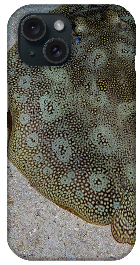 Jean Noren iPhone Case featuring the photograph Round Spotted Stingray by Jean Noren