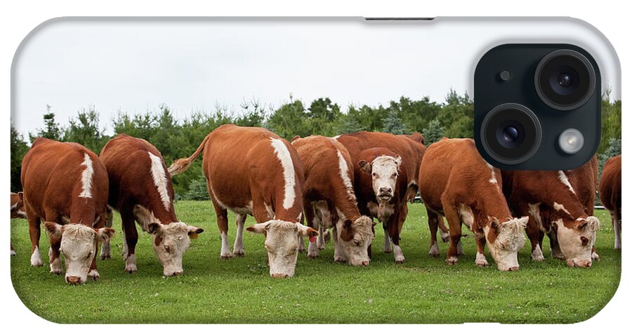 Grass iPhone Case featuring the photograph Row Of Hereford Cattle Grazing In by Emholk