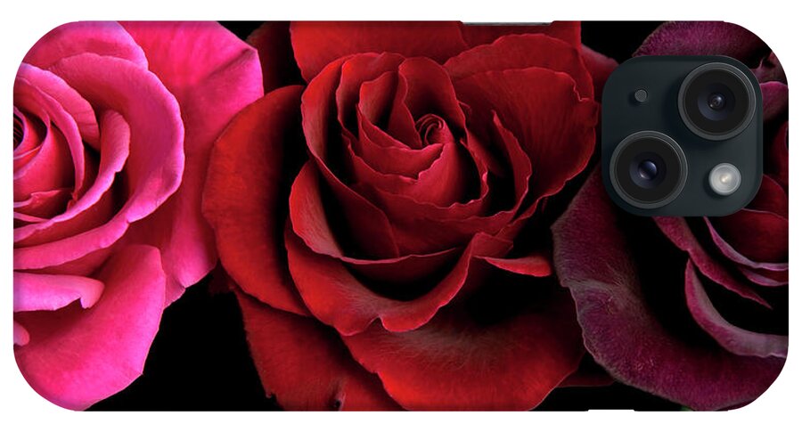 Row Of Roses On Black iPhone Case featuring the photograph Row Of Roses On Black by Tom Quartermaine