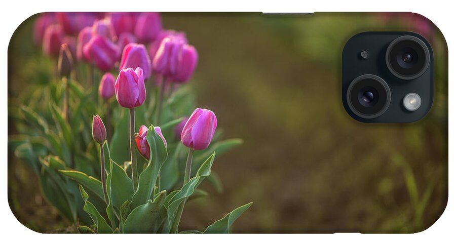 Skagit iPhone Case featuring the photograph Rows of Soft Pink Beautiful Blooms by Mike Reid