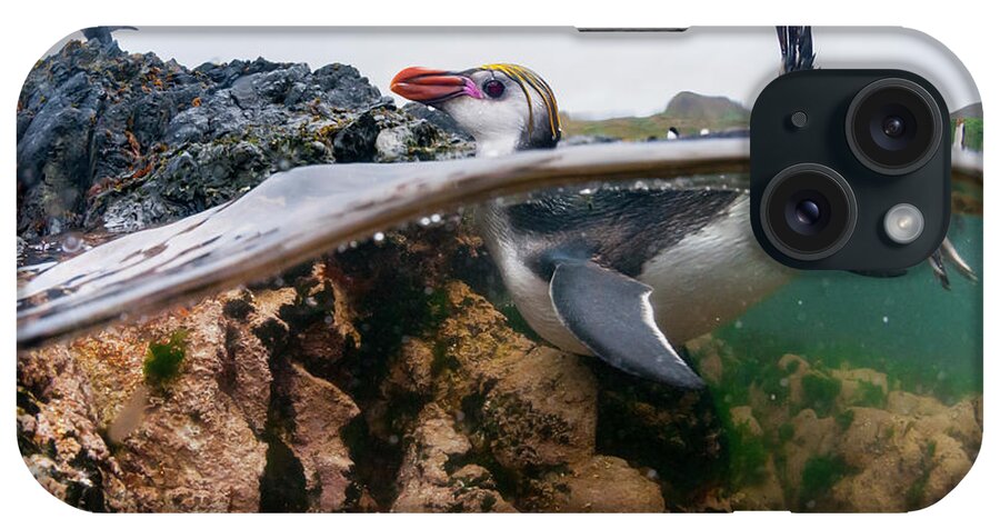 Animal iPhone Case featuring the photograph Royal Penguin Swimming by Tui De Roy