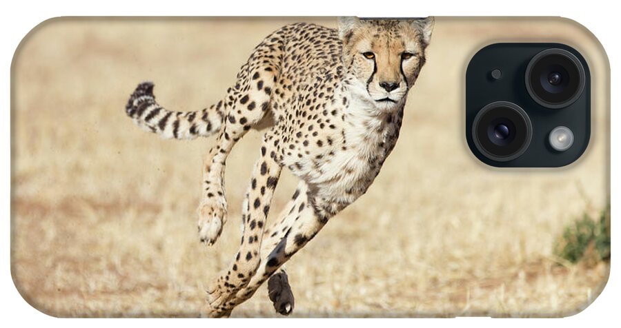Suzi Eszterhas iPhone Case featuring the photograph Running Cheetah by Suzi Eszterhas