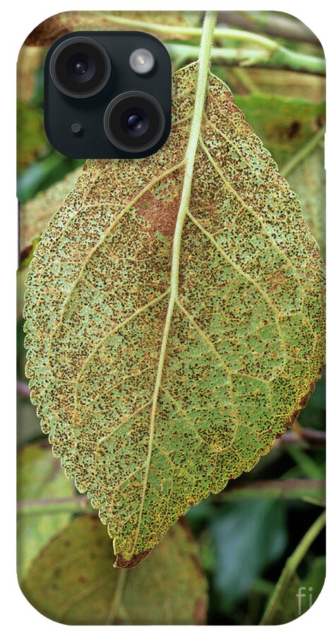 Botanical iPhone Case featuring the photograph Rust Fungus On Plum Leaf by Geoff Kidd/science Photo Library