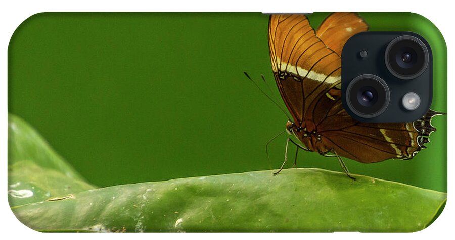 Butterfly Jungle iPhone Case featuring the photograph Rusty-Tipped Page Butterfly by Donald Pash