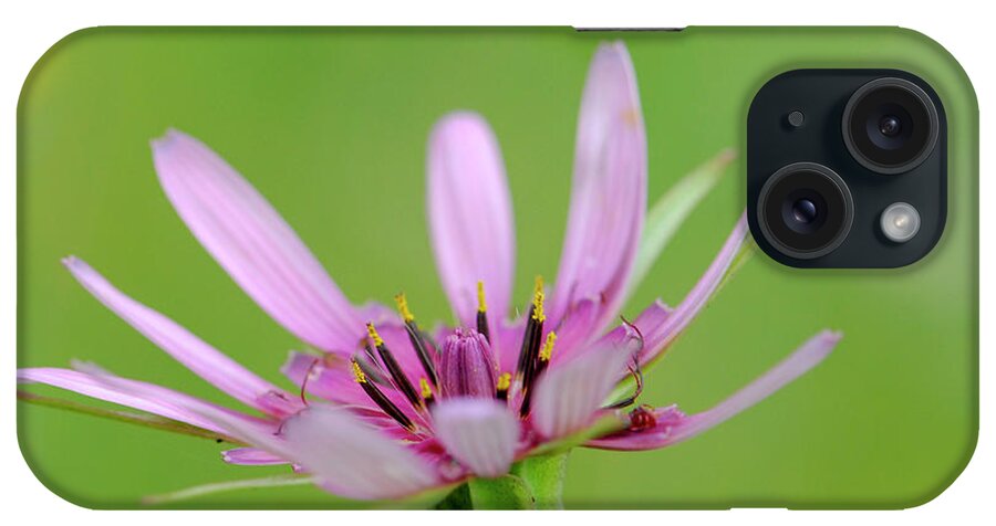 Salsify iPhone Case featuring the photograph Salsify flowers Tragopogon porrifolius f1 by Dan Yeger