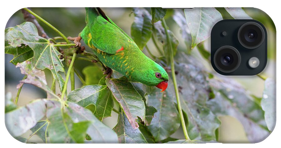 Animal iPhone Case featuring the photograph Scaly-breasted Lorikeet In Tree. Brisbane, Queensland by Suzi Eszterhas / Naturepl.com