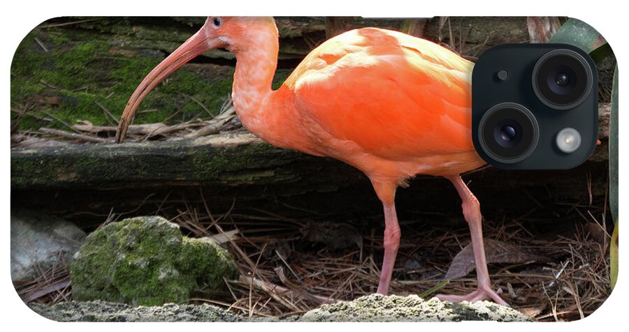 Ibis iPhone Case featuring the photograph Scarlet Ibis by Margaret Zabor