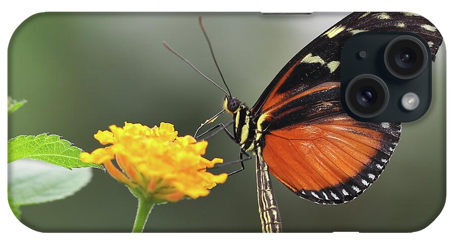 Insect iPhone Case featuring the photograph Schmetterling Lepidoptera by Copyright By Hellboy2503/jörg David