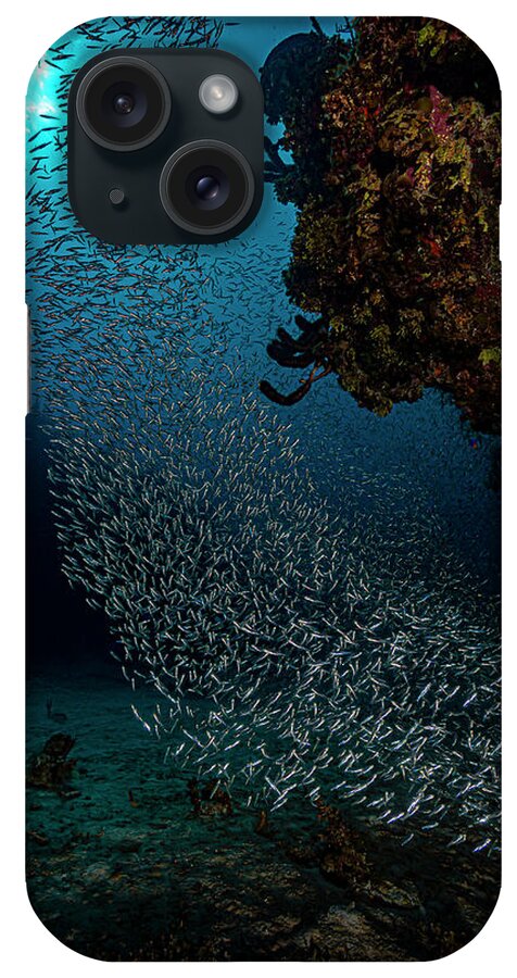 Gardens Of The Queen iPhone Case featuring the photograph School Of Silversides, Herrings by Bruce Shafer