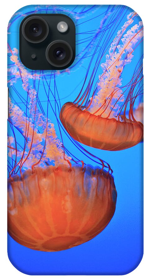 Underwater iPhone Case featuring the photograph Sea Nettles Chrysaora Fuscescens In by Stuart Westmorland / Design Pics