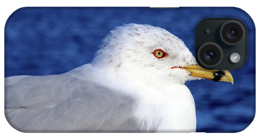 Seagull iPhone Case featuring the photograph Seagull in Paradise by Terri Brewster