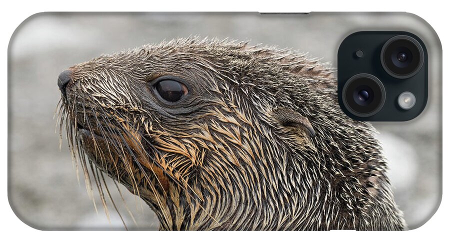 Seal iPhone Case featuring the photograph Seal of Approval by Alex Lapidus
