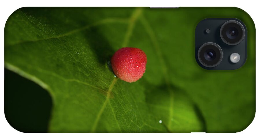 Leaf With Insect Eggs iPhone Case featuring the photograph Sem1371 by Gordon Semmens