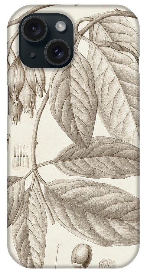 Botanical & Floral iPhone Case featuring the painting Sepia Exotic Plants Vi by Vision Studio
