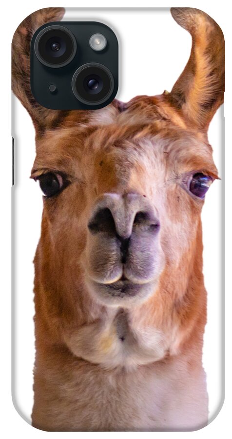 Alpaca iPhone Case featuring the photograph Seriously Llama by Jonny D