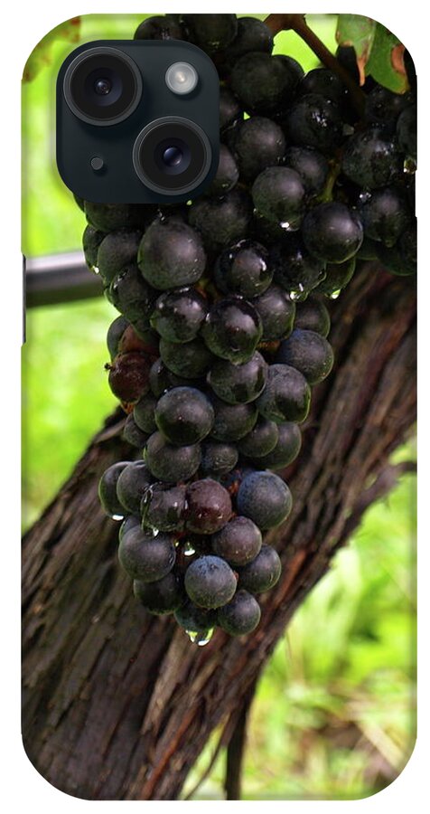 Grapes iPhone Case featuring the photograph Shalestone - 11 by Jeffrey Peterson