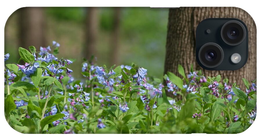 Shallow Bluebells iPhone Case featuring the photograph Shallow Bluebells by Dylan Punke