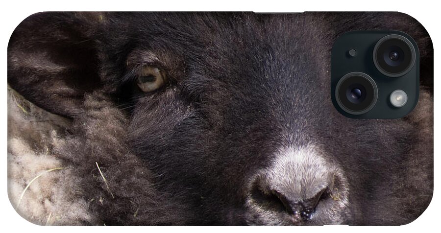 Sheep iPhone Case featuring the photograph Sheep Face 1 by Christy Garavetto