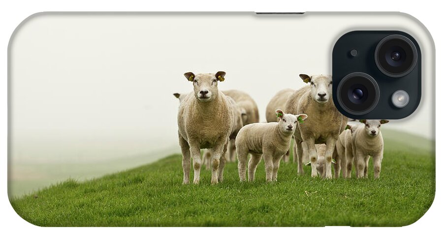 Dawn iPhone Case featuring the photograph Sheep by Gettyimages Flickr Nldazuu
