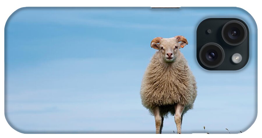 South Central Iceland iPhone Case featuring the photograph Sheep In Landscape by Roine Magnusson