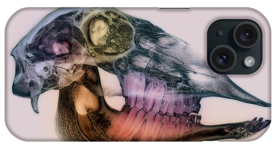 Fauna iPhone Case featuring the photograph Sheep Skull by D. Roberts/science Photo Library