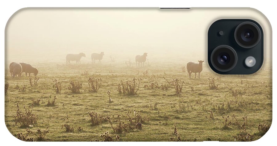 Dawn iPhone Case featuring the photograph Sheep Viewed On A Misty Morning by Travelpix Ltd