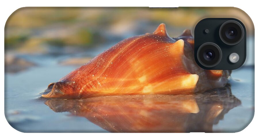 Conch iPhone Case featuring the photograph Shellwater Blues by David Bader
