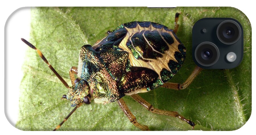 Fauna iPhone Case featuring the photograph Shield Bug by Uk Crown Copyright Courtesy Of Fera/science Photo Library